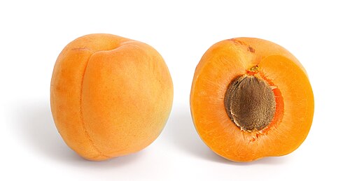 Apricot plant