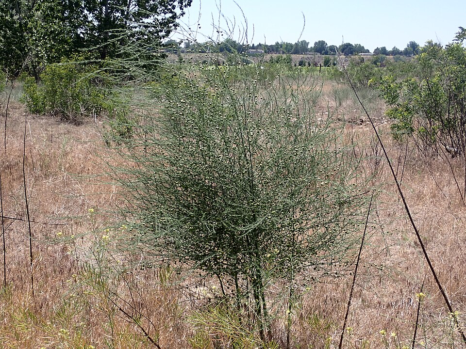 Asparagus plant