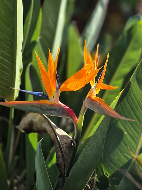 Bird of paradise plant