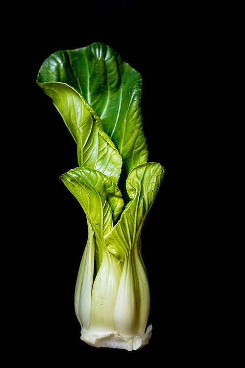 Bok choy plant
