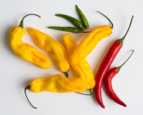 Chilli plant