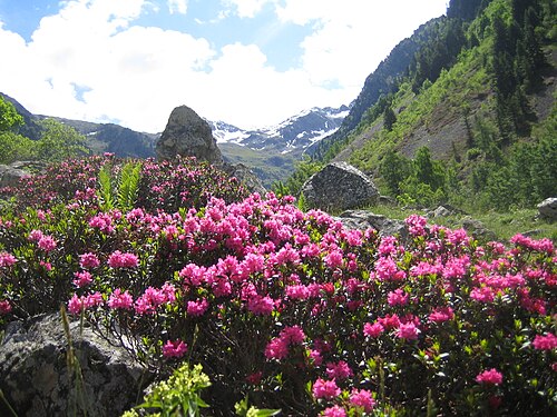 Rhododendron plant